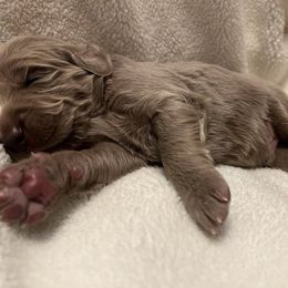 Long Haired Weimaraner Puppies from Northern Bluegrass Weimaraners