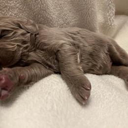 Long Haired Weimaraner Puppies from Northern Bluegrass Weimaraners