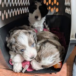 Aussiedoodle Puppies from Ridgeview Aussiedoodles