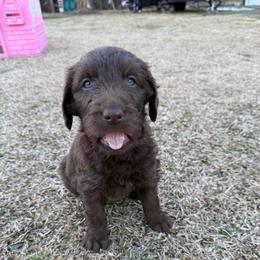 Teddy - Chocolate male Labradoodle puppy in Georgetown, South Carolina from Muddy Bay Kennels
