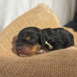 Georgia - Tri-color female Cavapoo puppy in Carmichaels, Pennsylvania from Honey & Lemon Royalty