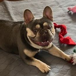 French Bulldogs from Frenchies on 260