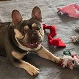 French Bulldogs from Frenchies on 260