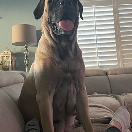 Tilly - Mastiff
