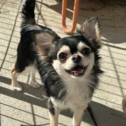 Sophie - Chihuahua