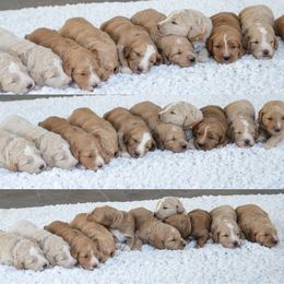 Goldendoodle Puppies from Rolling Oak Doodles