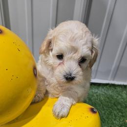 Romeo - Cream male Maltipoo puppy in Carthage, Missouri from Cooley's Cuddle Pups