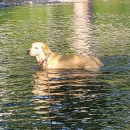 Golden Retrievers from Firesidegoldens