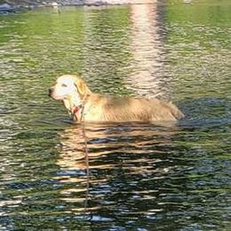 Golden Retrievers from Firesidegoldens
