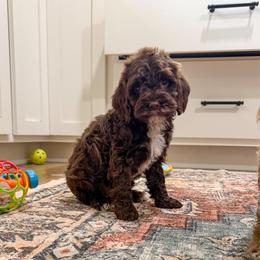 Tipton - Brown and white female Cockapoo puppy in Beresford, South Dakota from DAKOTA DOOD RANCH