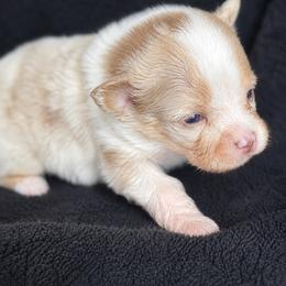 Maxwell - Chocolate merle male Pomeranian puppy in New Lenox, Illinois from Illinois Poms