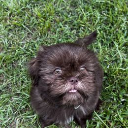 Shih Tzu Puppies from I Shih Tzu not Puppies of the Gulf Coast