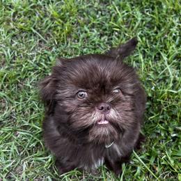 Shih Tzu Puppies from I Shih Tzu not Puppies of the Gulf Coast