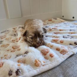 Boy1 - Gold male Havanese puppy in Batesville, Arkansas from Hillbilly Havanese