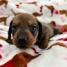 Chole - Sable female Dachshund puppy in Conroe, Texas from Harper’s Waggin Winnie’s