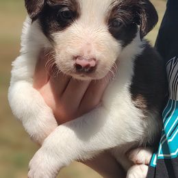 Border Collie Puppies from Bond Border Collies