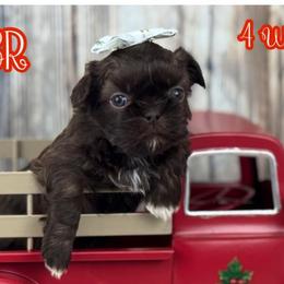 Ouiser - Liver and white female Shih Tzu puppy in Beatrice, Nebraska from I Shih Tzu Not Puppies
