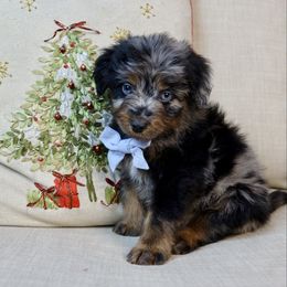Blueberry - male Australian Mountain Doodle puppy in Murray, Utah from Sun Valley Doodles