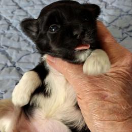 Ruby - Black and white female Havanese puppy in Cleveland, Texas from 7th Heaven Havanese of Texas
