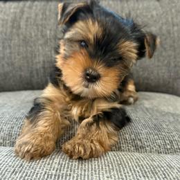 Orion - Black and tan male Yorkshire Terrier puppy in Union, Kentucky from Samantha's Yorkshire Terriers