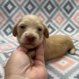 RED COLLAR GIRL 6 - Cream female Dachshund puppy in Hoover, Alabama from Tide Town Doxies