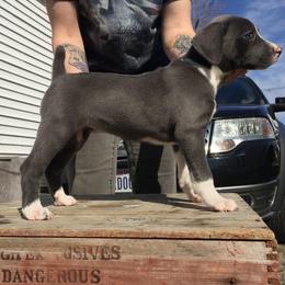 Mountain Cur Puppies from Walnut Ridge Mountain Curs