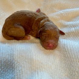 Pixie - Red  female Goldendoodle puppy in Gilbert, Arizona from Gilbert Az Doodles