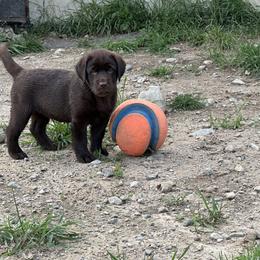 Labrador Retriever Puppies from Tag Hollow