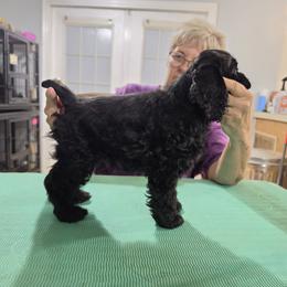 Blue - Black male Cocker Spaniel puppy in Wacissa, Florida from True North Cockers