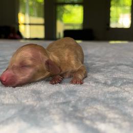Taffy - Cream female Dachshund puppy in Pilot Point, Texas from Diamond B Doxies