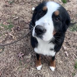 Denver - trained - Tri-color female Bernedoodle puppy in Boonville, North Carolina from Doods & Dolls