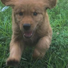 Golden Retriever Puppies from Mueller’s Furry Farm