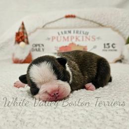 Nyx - Black brindle and white female Boston Terrier puppy in Mulberry, Arkansas from White Valley Boston Terriers