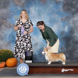 Sly - Pembroke Welsh Corgi