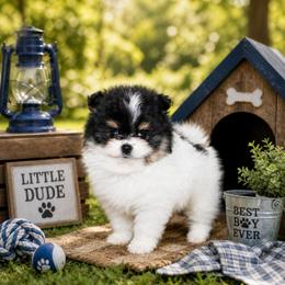 Thor - Tri-colored male Pomeranian puppy in Antelope, California from California Pom Paradise
