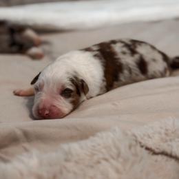 Jasper AKC - Red merle male Australian Shepherd puppy in Polk City, Florida from Skaky Shepherds