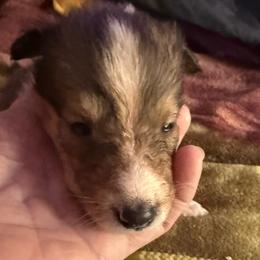 Nimue - Sable merle and white female Collie puppy in Malvern, Arkansas from Lost Acres Collies