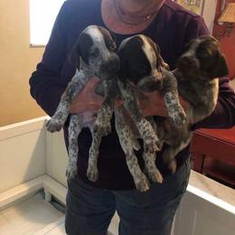 German Shorthaired Pointer Puppies from Wyndbourne German Shorthaired Pointers