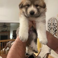 Anatolian Pyrenees Puppies from Daisy's Dog House