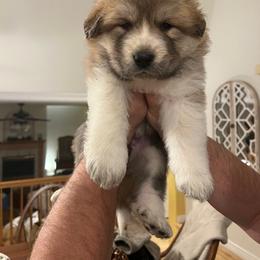Anatolian Pyrenees Puppies from Daisy's Dog House