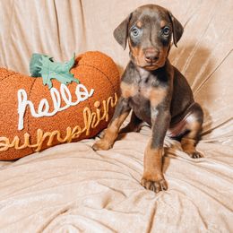 Doberman Pinscher Puppies from World of Dobies
