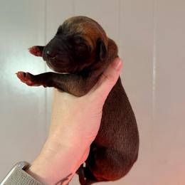Dozer - Fawn male Great Dane puppy in Jerusalem, Arkansas from Mara Danes
