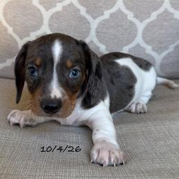 Bolt - Dapple male Dachshund puppy in Joshua Tree, California from Desert Dreams Ranch