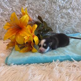 Female 2 - Red and white female Pomsky puppy in Bucyrus, Missouri from Hill Top Pomskies