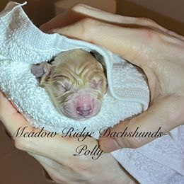 Polly - Cream female Dachshund puppy in Ormond Beach, Florida from Meadow Ridge Dachshunds