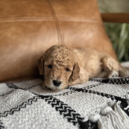 Labradoodle Puppies from Kona's Doodles