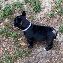 French Bulldog Puppies from Peaceful Prayers French Bulldogs