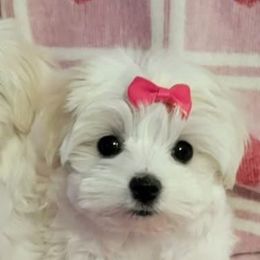 Maltese and Shih Tzus from Bayview Pups