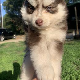 Bailey - Chocolate Pomsky puppy in Mineola, Texas from East Texas Pomskies