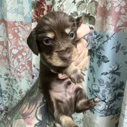 Sven - Chocolate and cream male Dachshund puppy in Chicago, Illinois from A&M Dachshund Den